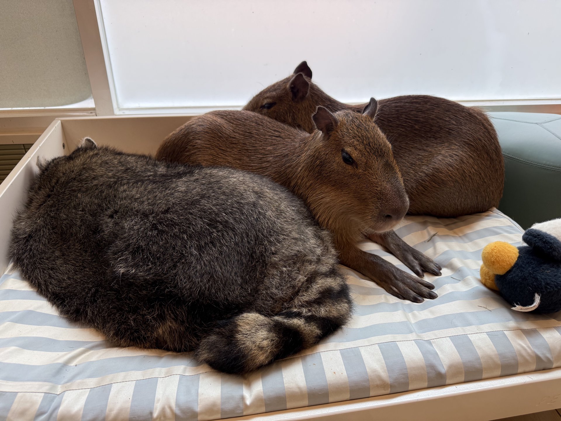 Raccoon and Capybara