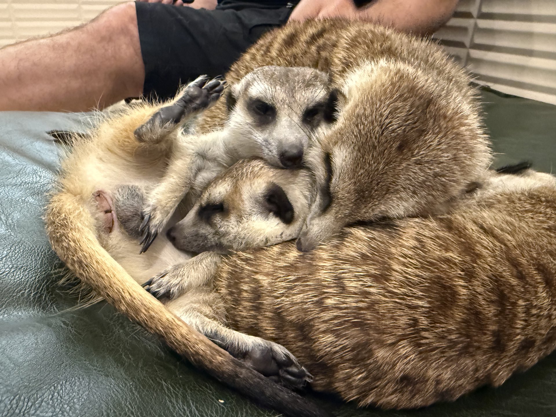 Meerkats