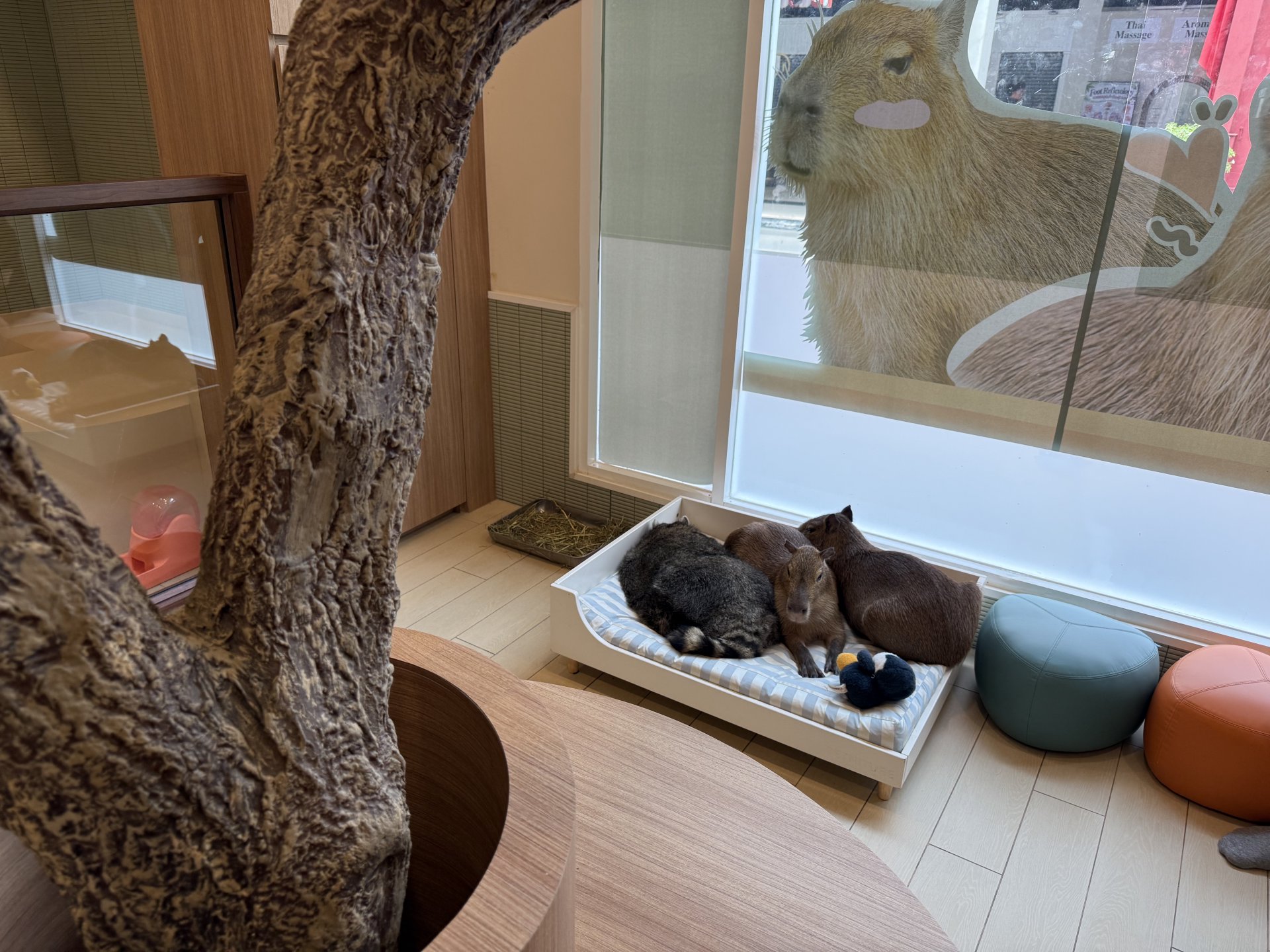 sleeping capybara and raccoon