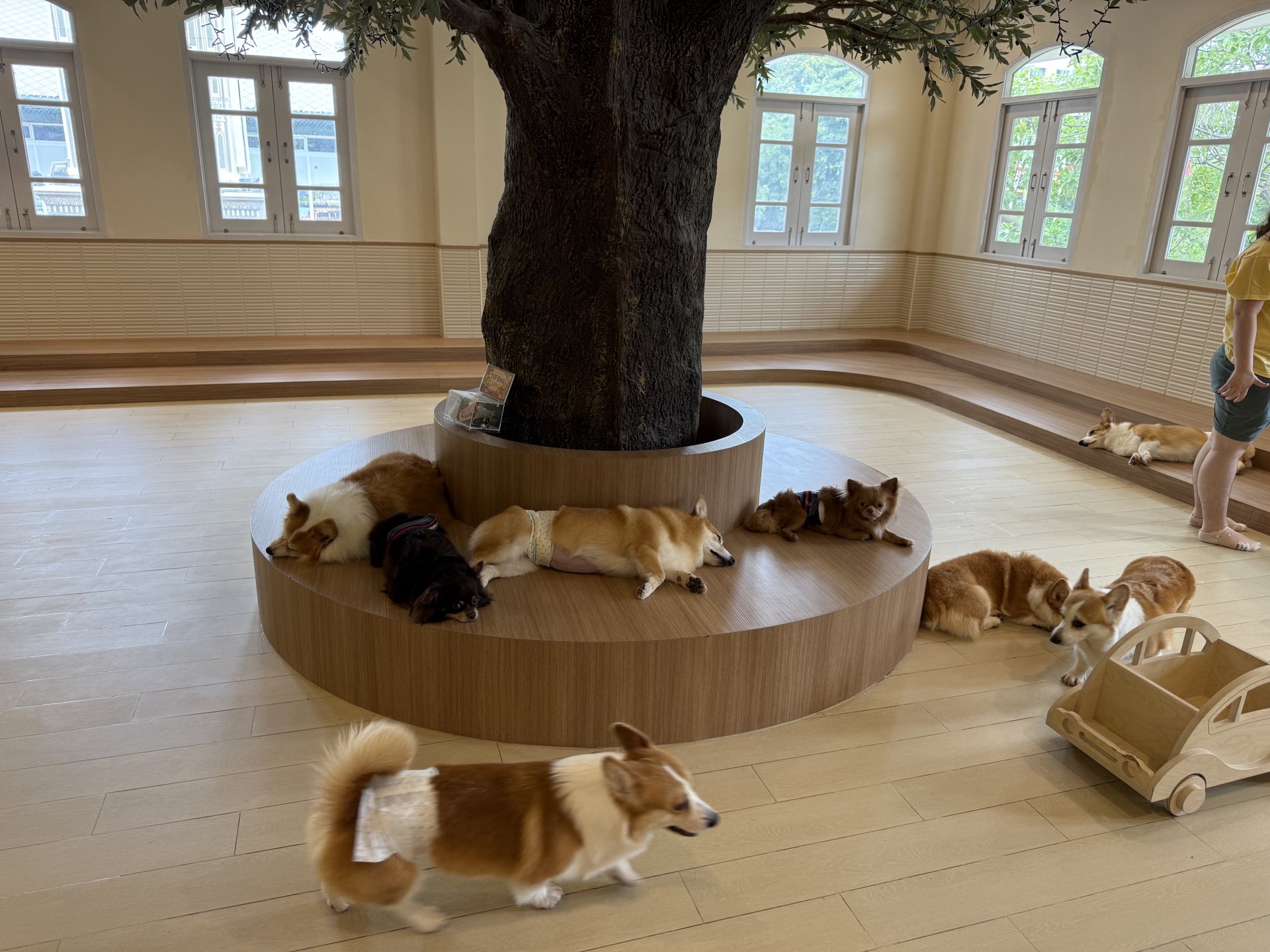 Corgi tree