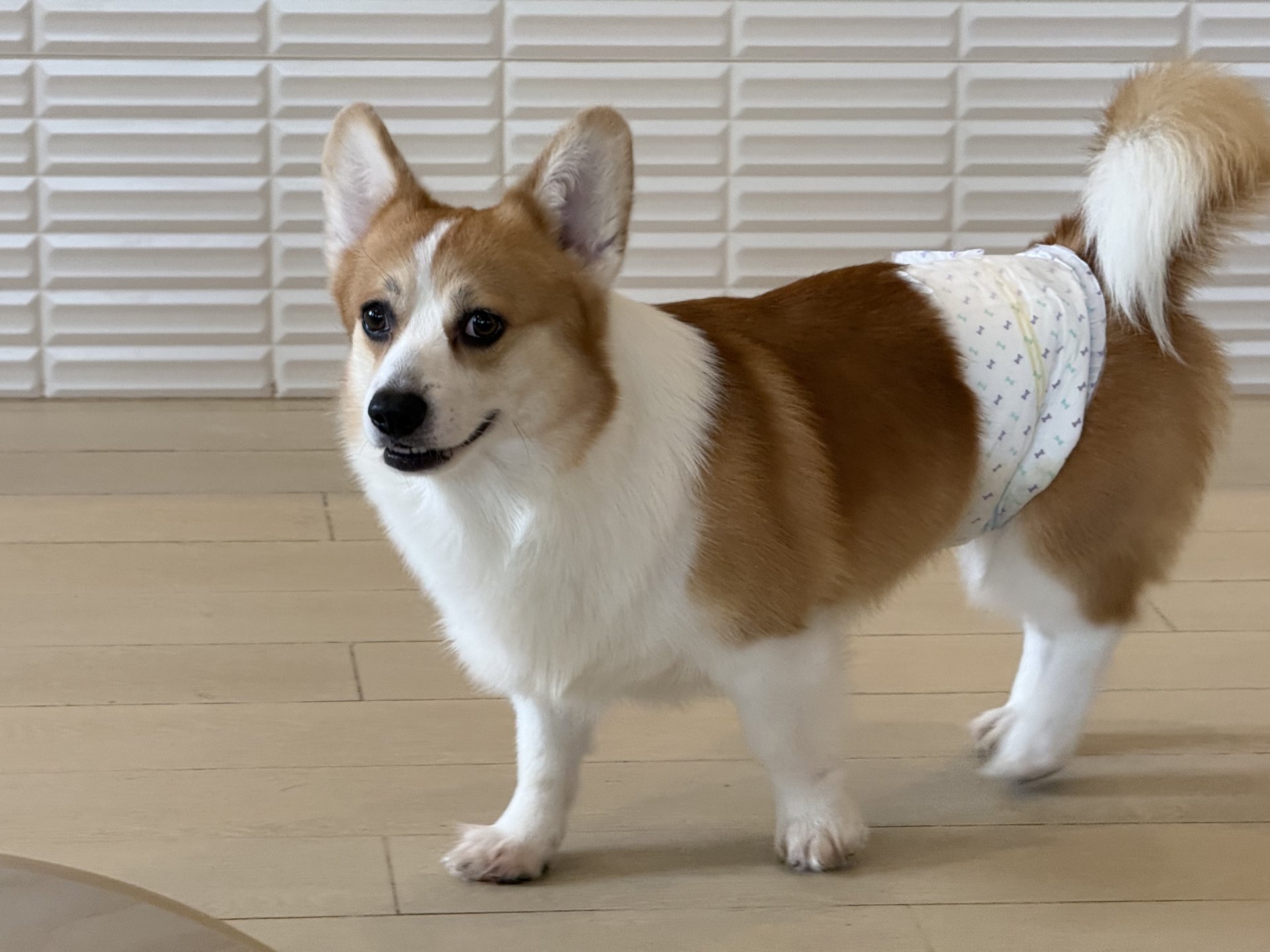 corgi