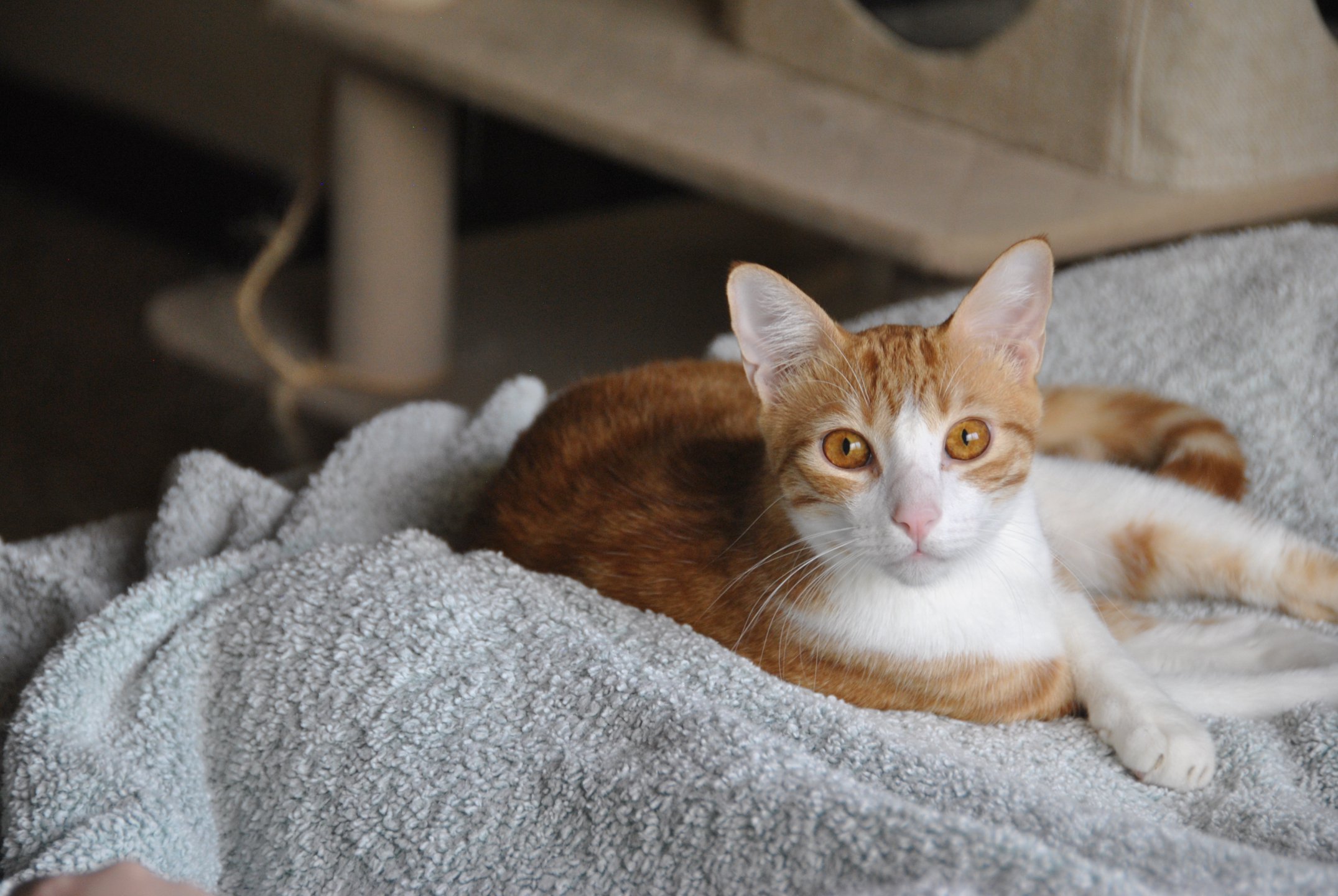Orange Juice, the Cat