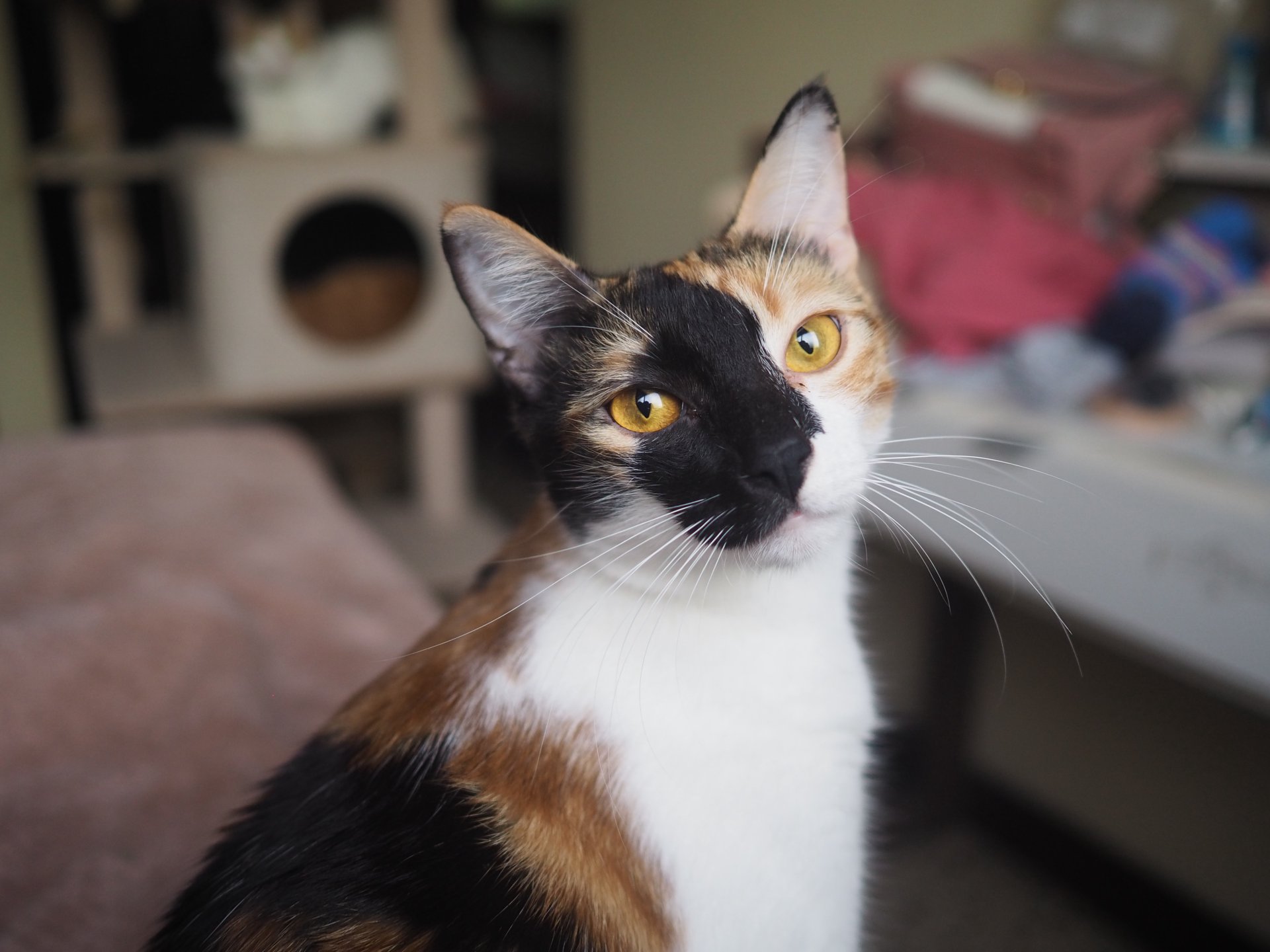 Chimæra